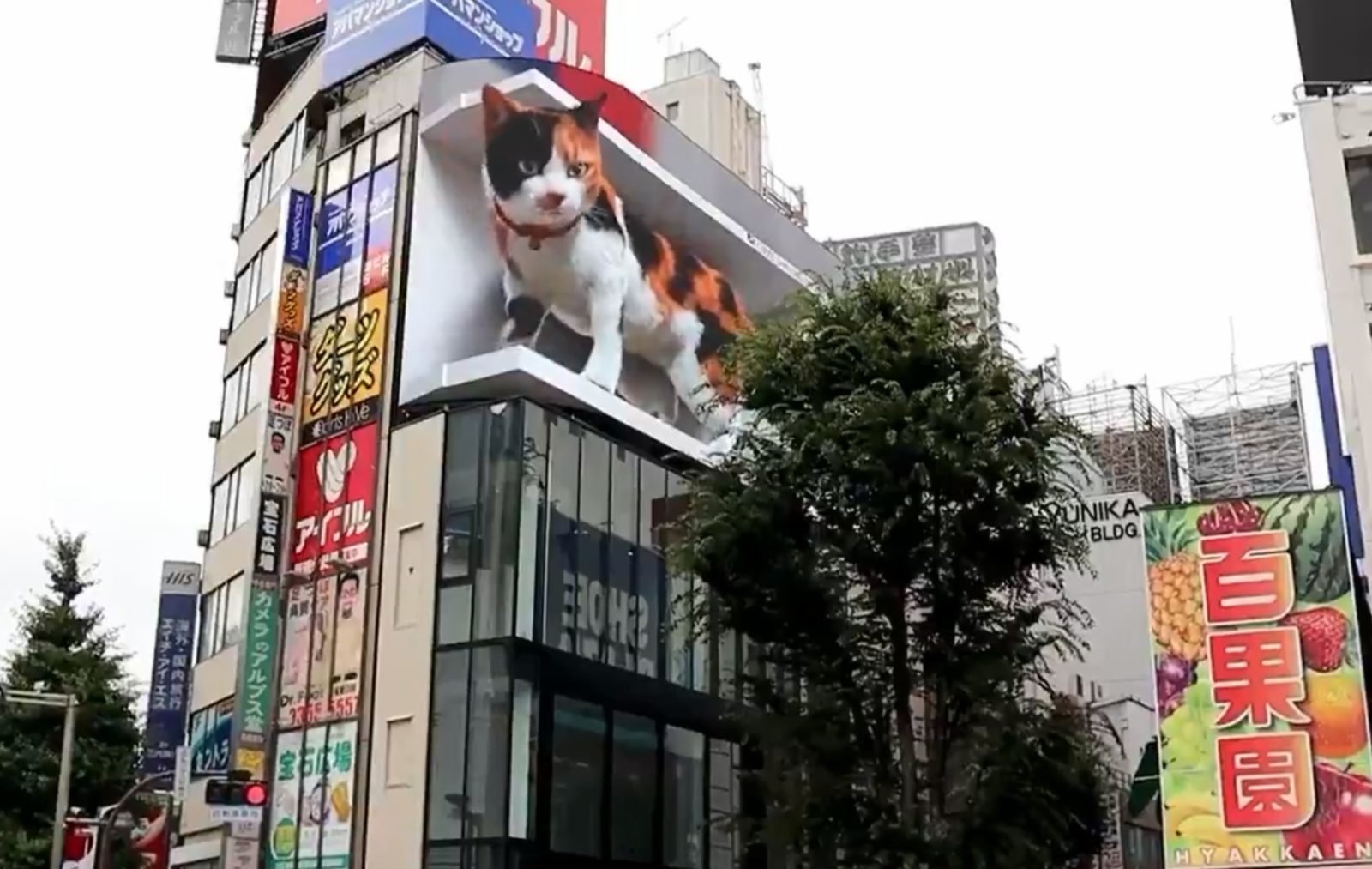 3d cat shinjuku 2