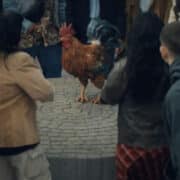 kfc believe in chicken by mother london details