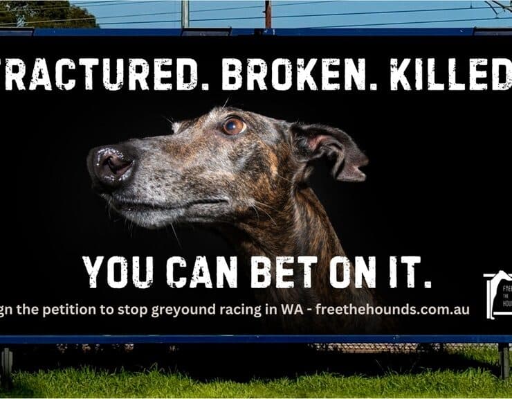 freethehounds billboard