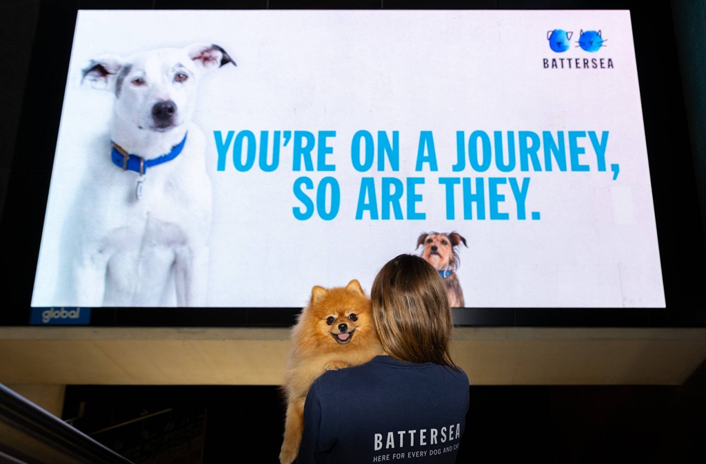 the heartwarming journeys home of rescue animals