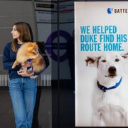 the heartwarming journeys home of rescue animals1