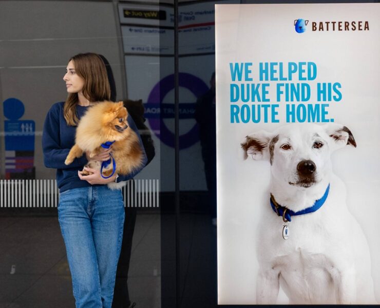 the heartwarming journeys home of rescue animals1