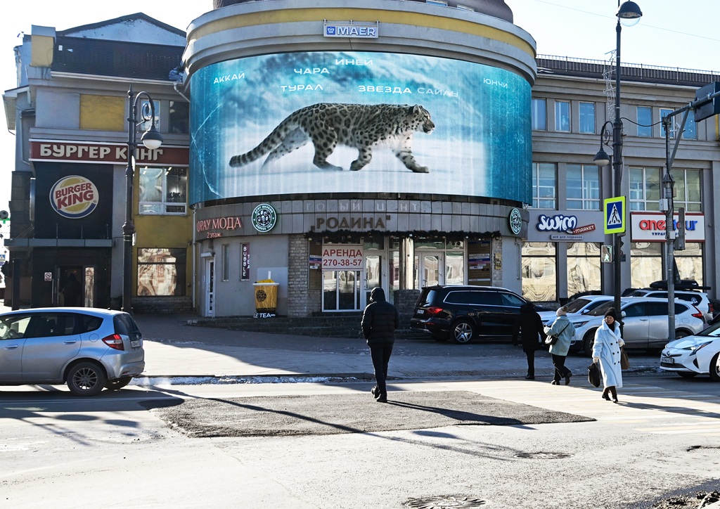 «Ирбис» и МАЕР запустили кампанию «Защитим хранителей гор» 6 snezhnyj bars vladivostok ul. semyonovskaya 12 dekabr 2025 1