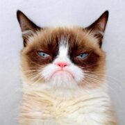grumpy cat