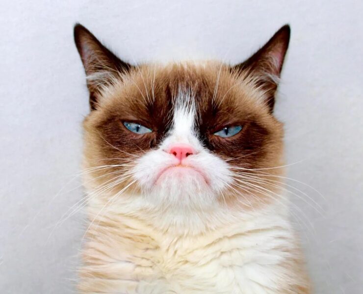 grumpy cat