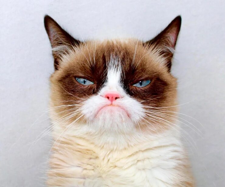 grumpy cat