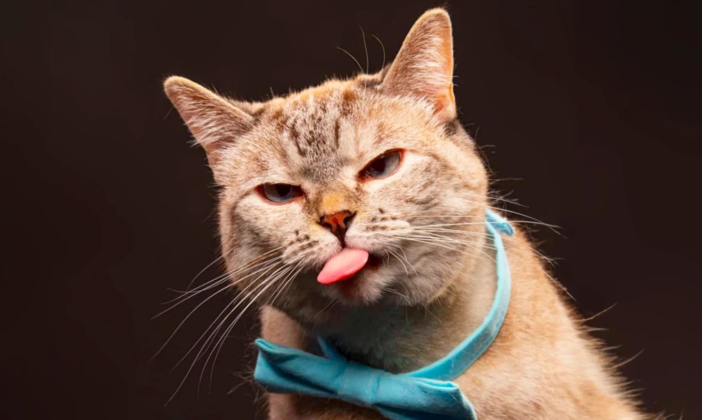 Кот продаёт лучше человека: что показало новое исследование о рекламе 2 nala