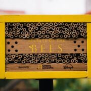 disney national geographic assemble billboards for the bees—housing them too1