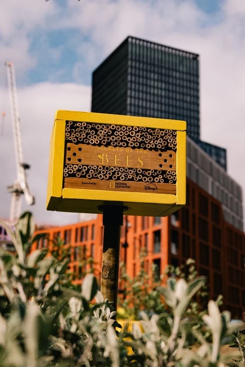 disney national geographic assemble billboards for the bees—housing them too2