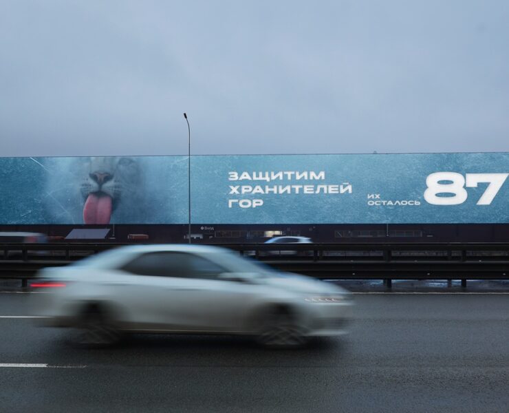 snezhnyj bars sankt peterburg kad 23 km dekabr 2025 1