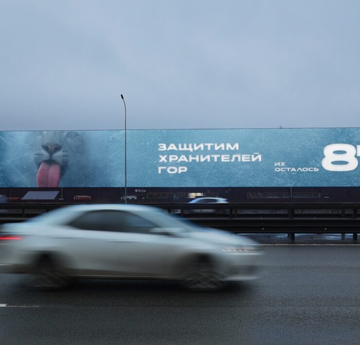 snezhnyj bars sankt peterburg kad 23 km dekabr 2025 1