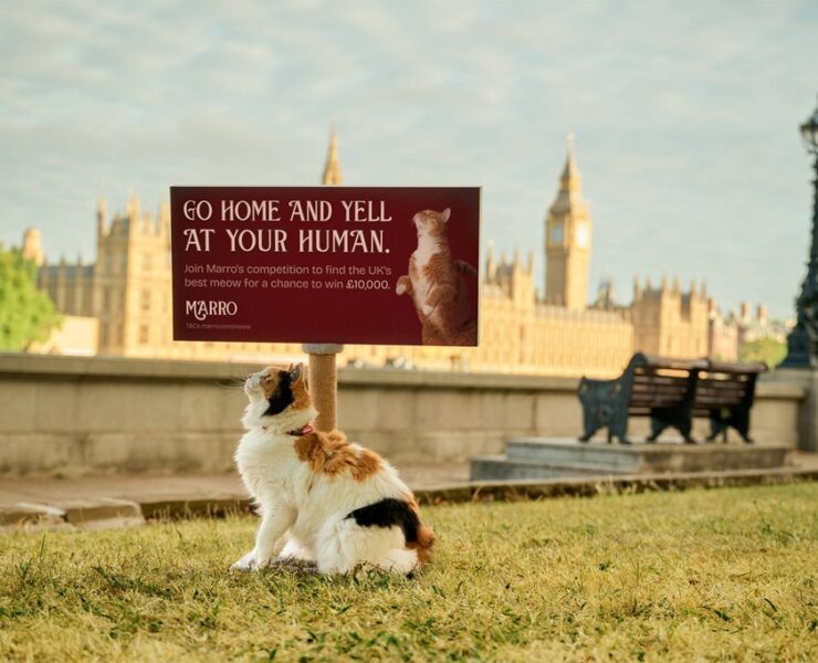 the marro meow competition