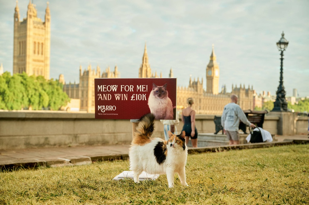 Котам слова не дали? Теперь у них свои билборды (и £10,000 за мяу) 4 the marro meow competition2